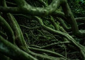 roots-4916519_1920 roots-4916519_1920